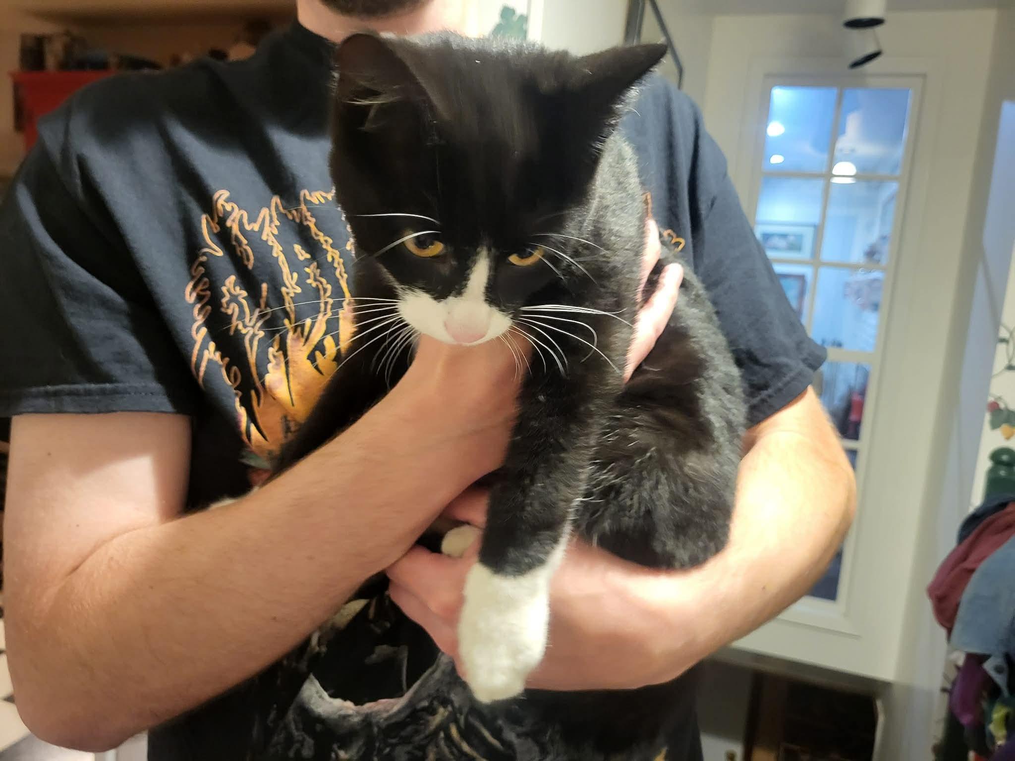 Butler, ADOPTABLE, Young Male Tuxedo.