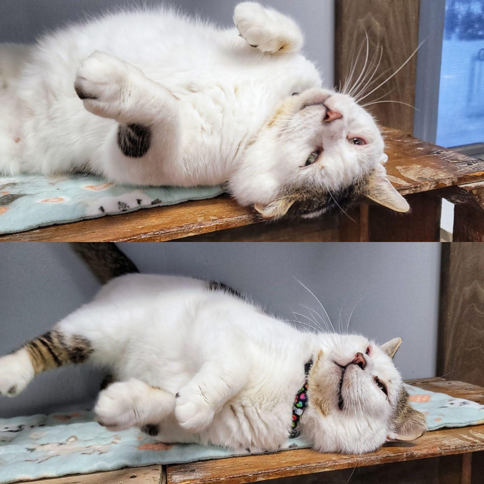 Enlarge Pronto, an adopted Domestic Short Hair in Grand Rapids, MI image 4/5