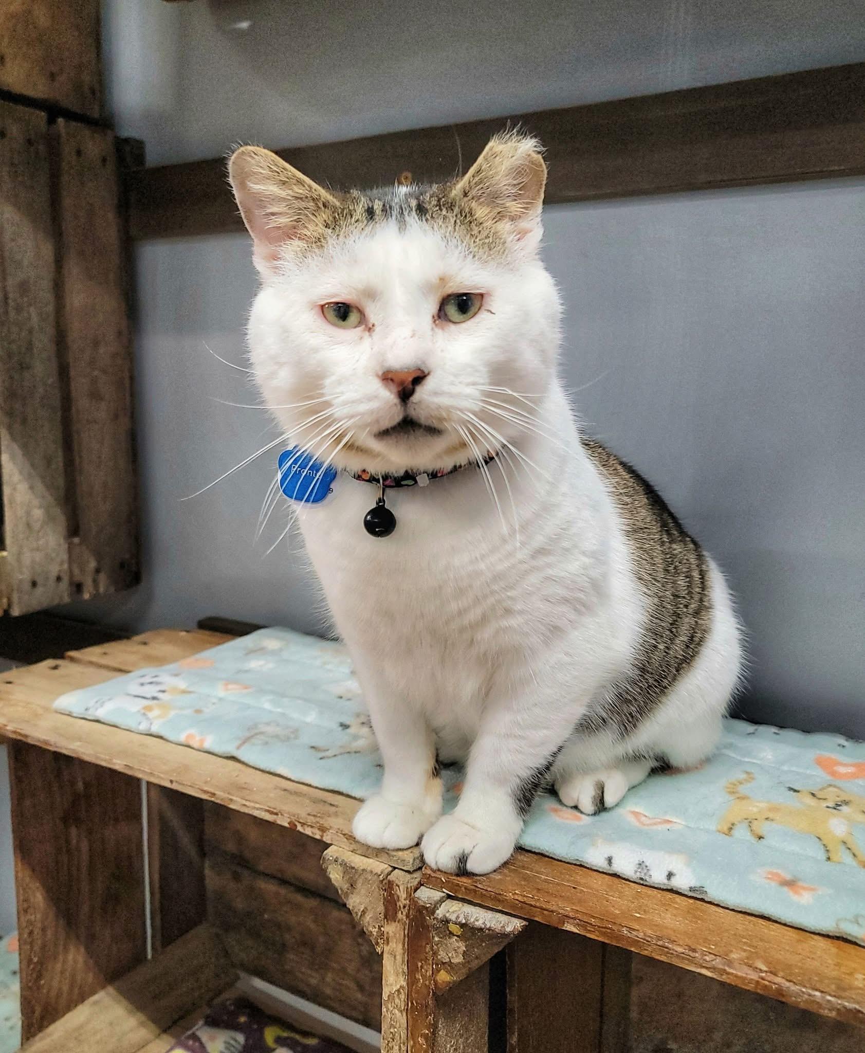 Enlarge Pronto, an adopted Domestic Short Hair in Grand Rapids, MI image 1/5