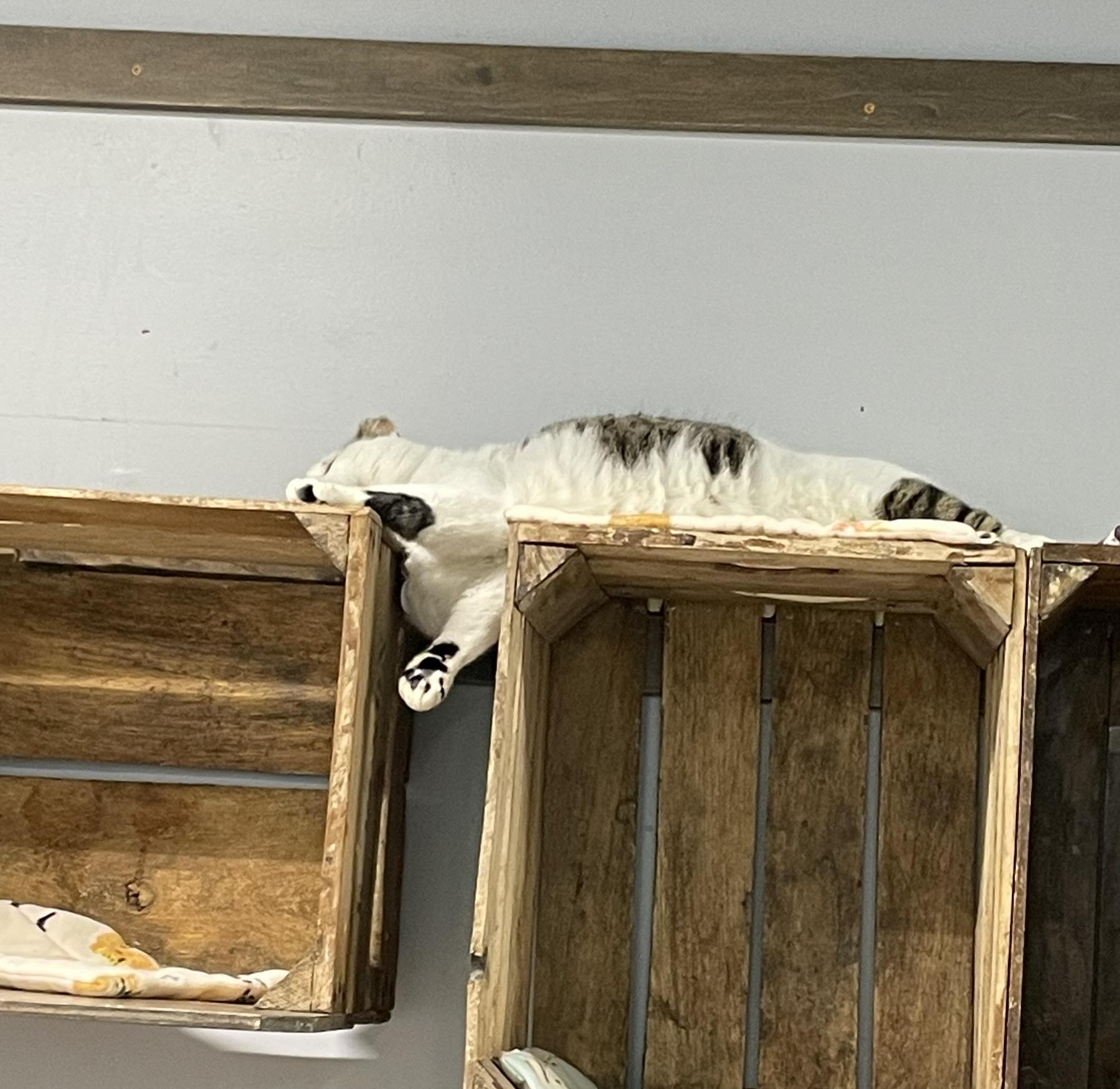 Enlarge Pronto, a ADOPTABLE Domestic Short Hair in Grand Rapids, MI image 2/2