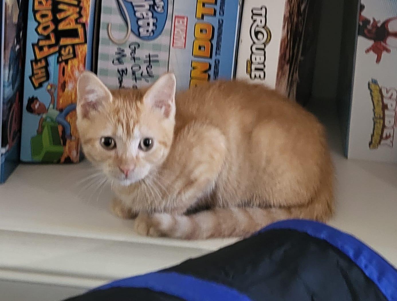 Butterscotch, Adoptable, Kitten Female Domestic Short Hair.