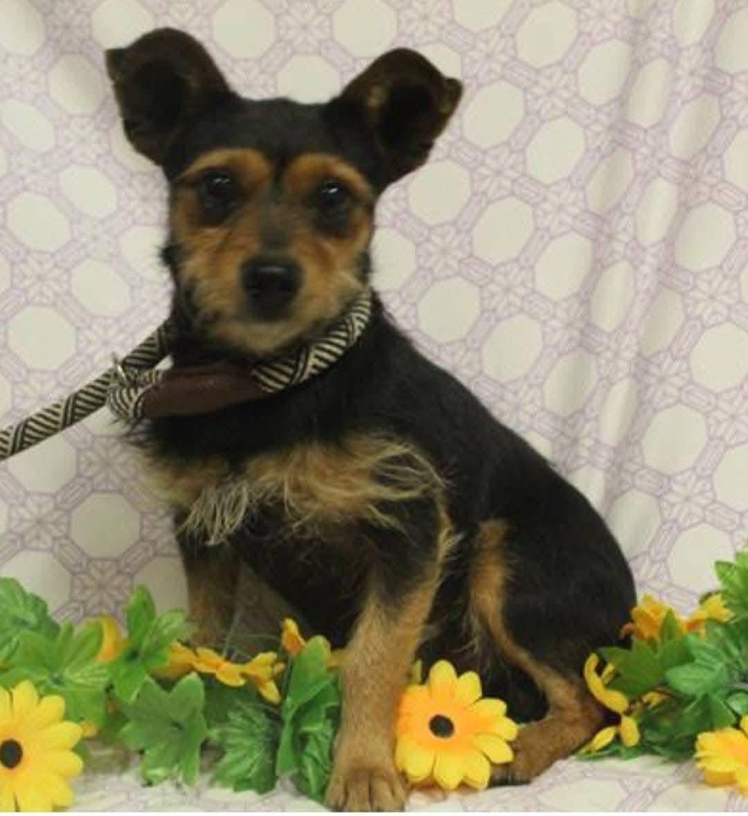 Enlarge Yogi, an adopted mixed breed in Seattle, WA image 5/5