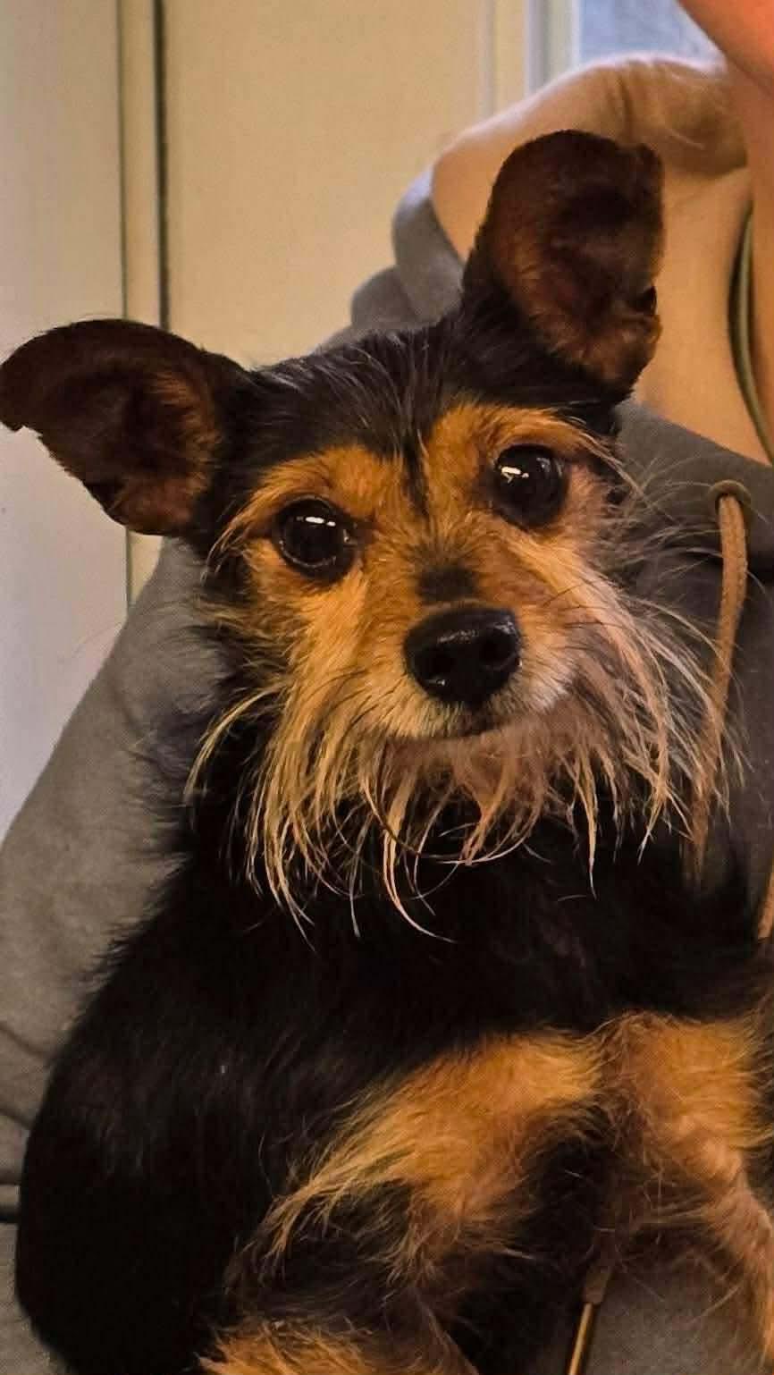 Yogi, adopted, Adult Male Toy Fox Terrier.
