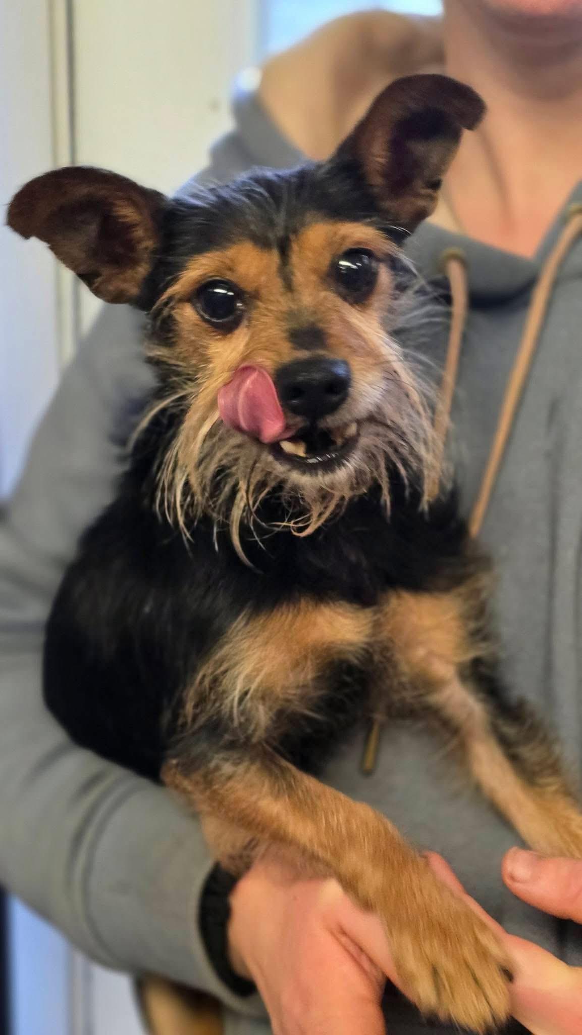 Enlarge Yogi, an adopted mixed breed in Seattle, WA image 2/5