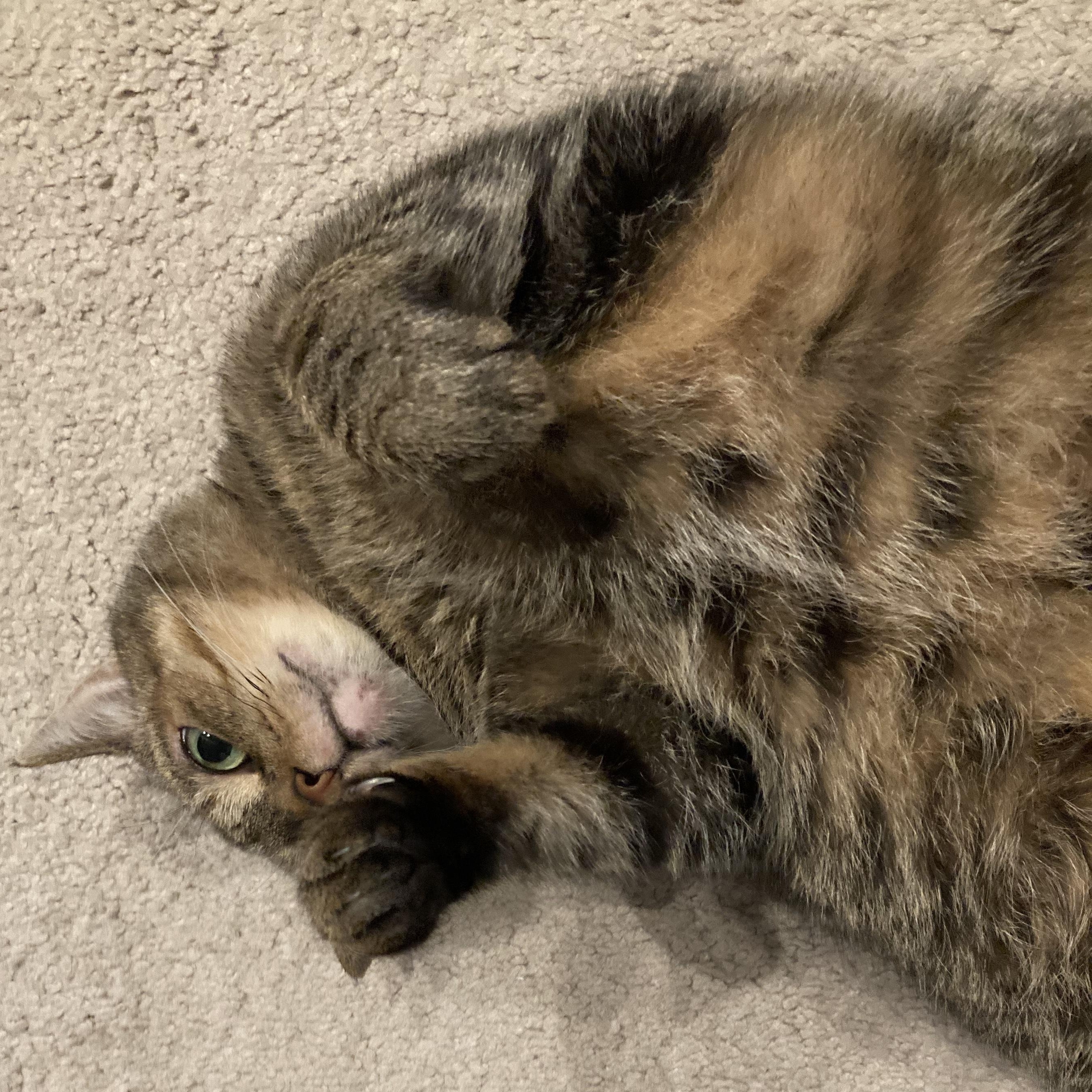 Enlarge Myrtle, a Adoptable mixed breed in Hyattsville, MD image 3/5