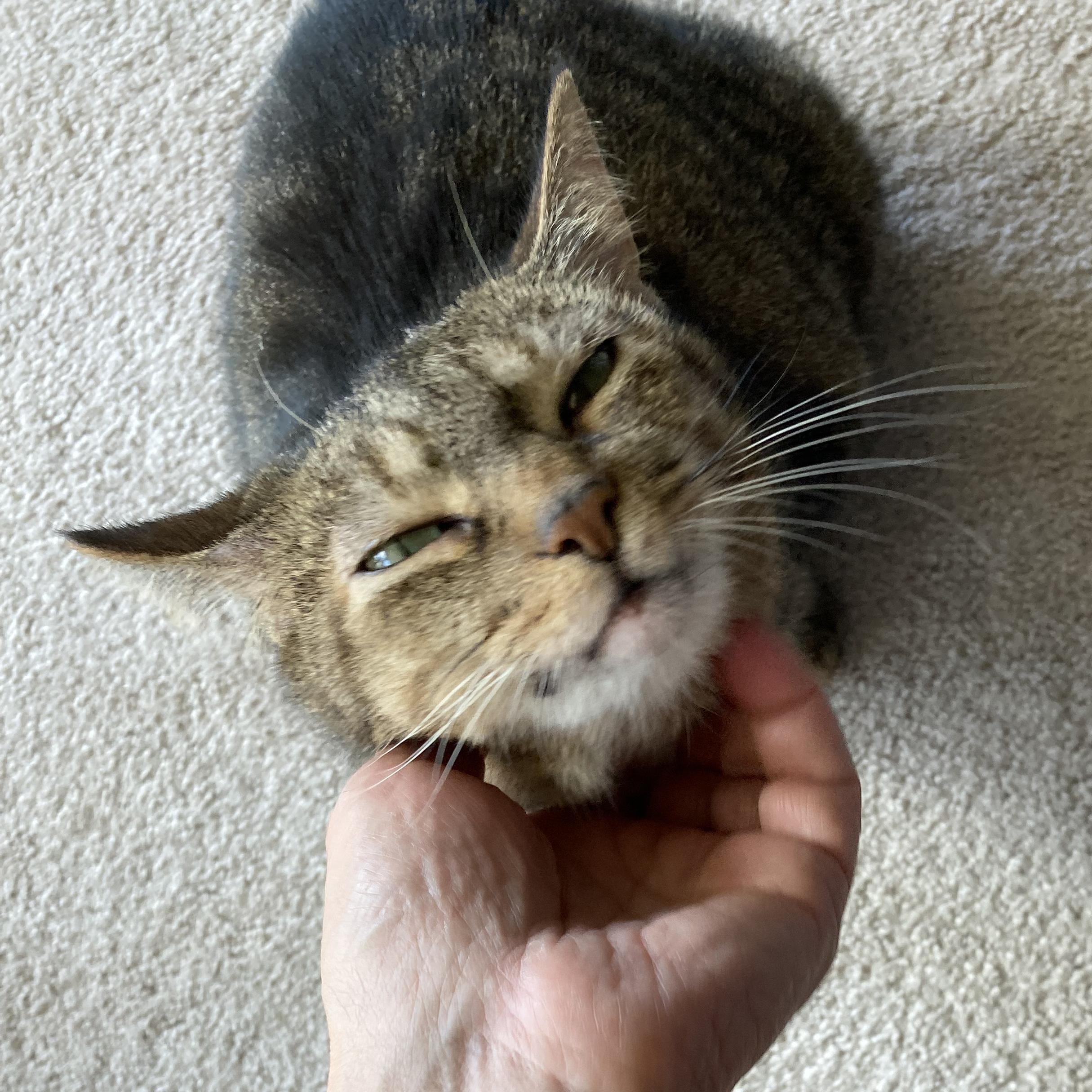 Enlarge Myrtle, a Adoptable mixed breed in Hyattsville, MD image 4/5