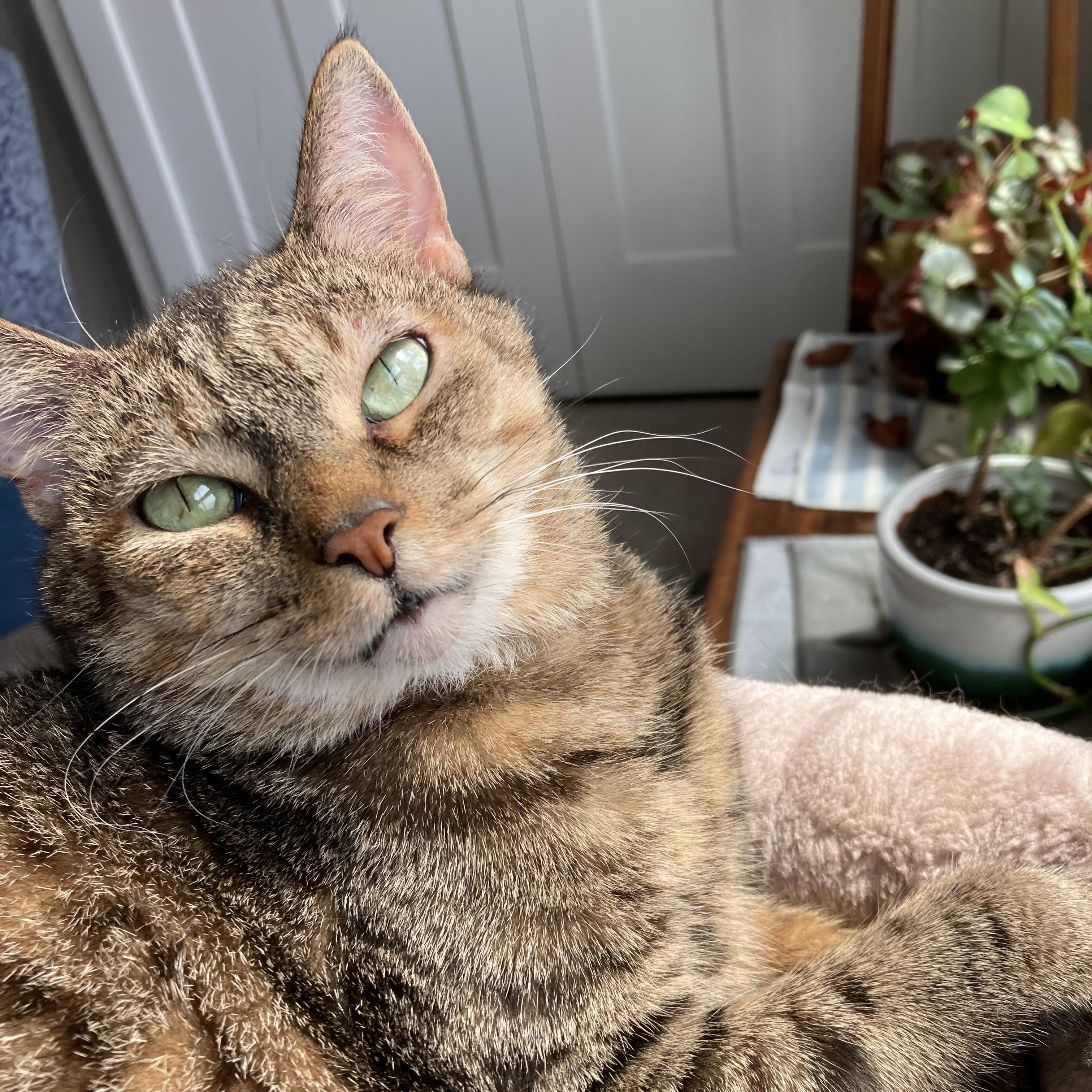 Myrtle, Adoptable, Adult Female Tabby & Domestic Short Hair.