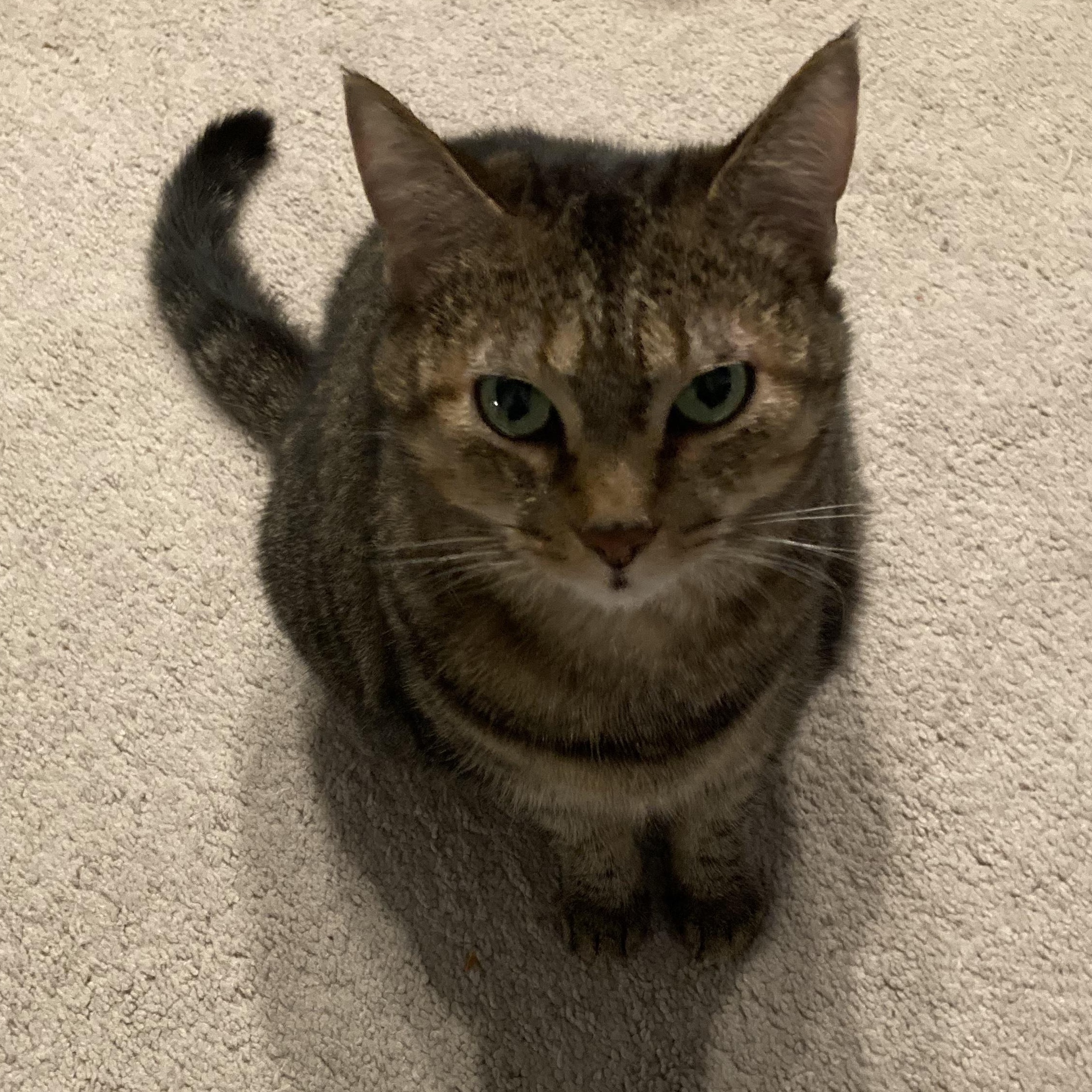 Enlarge Myrtle, a Adoptable mixed breed in Hyattsville, MD image 5/5