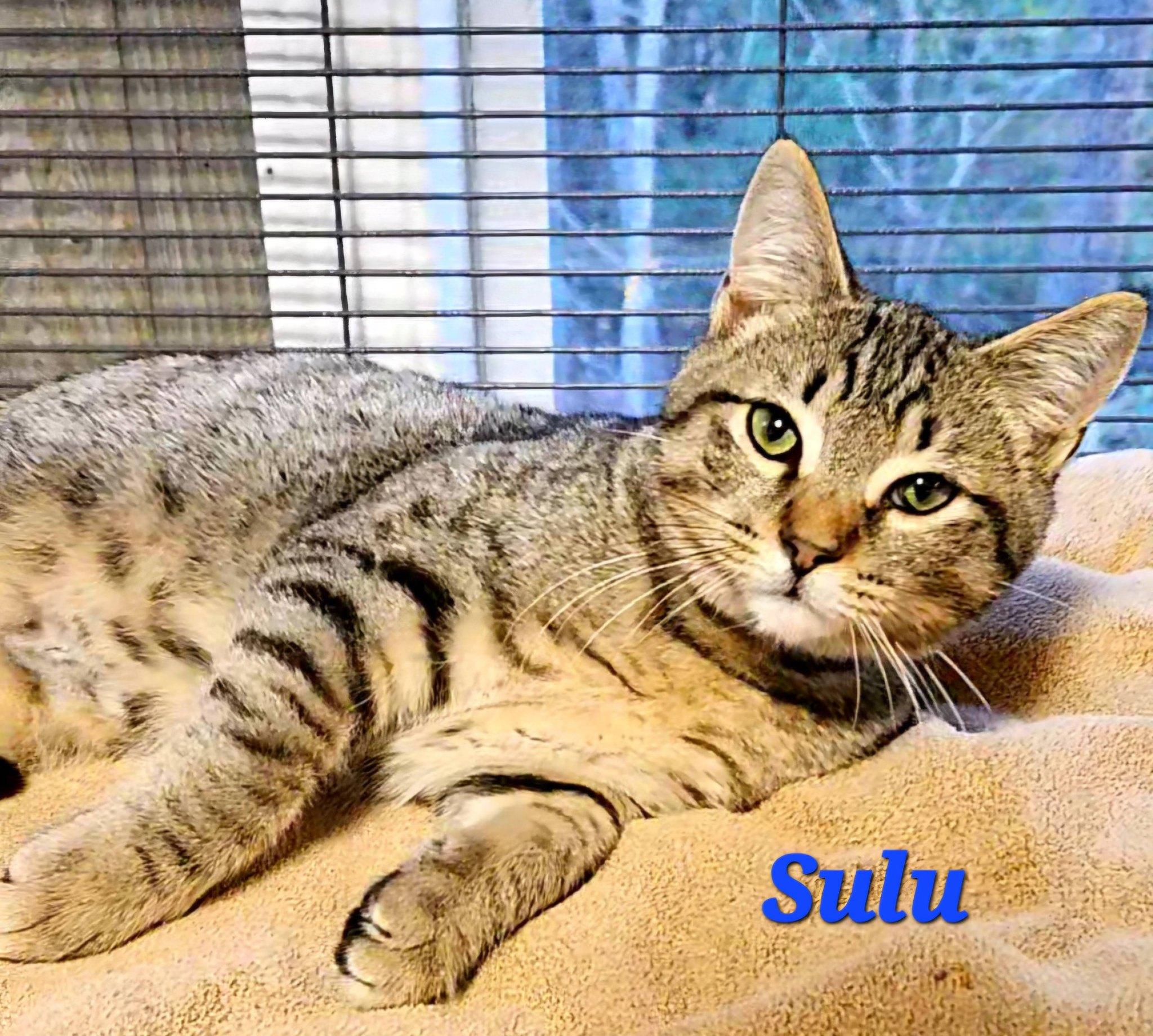 Sulu, an adopted Tabby in Macon, GA image 1/2