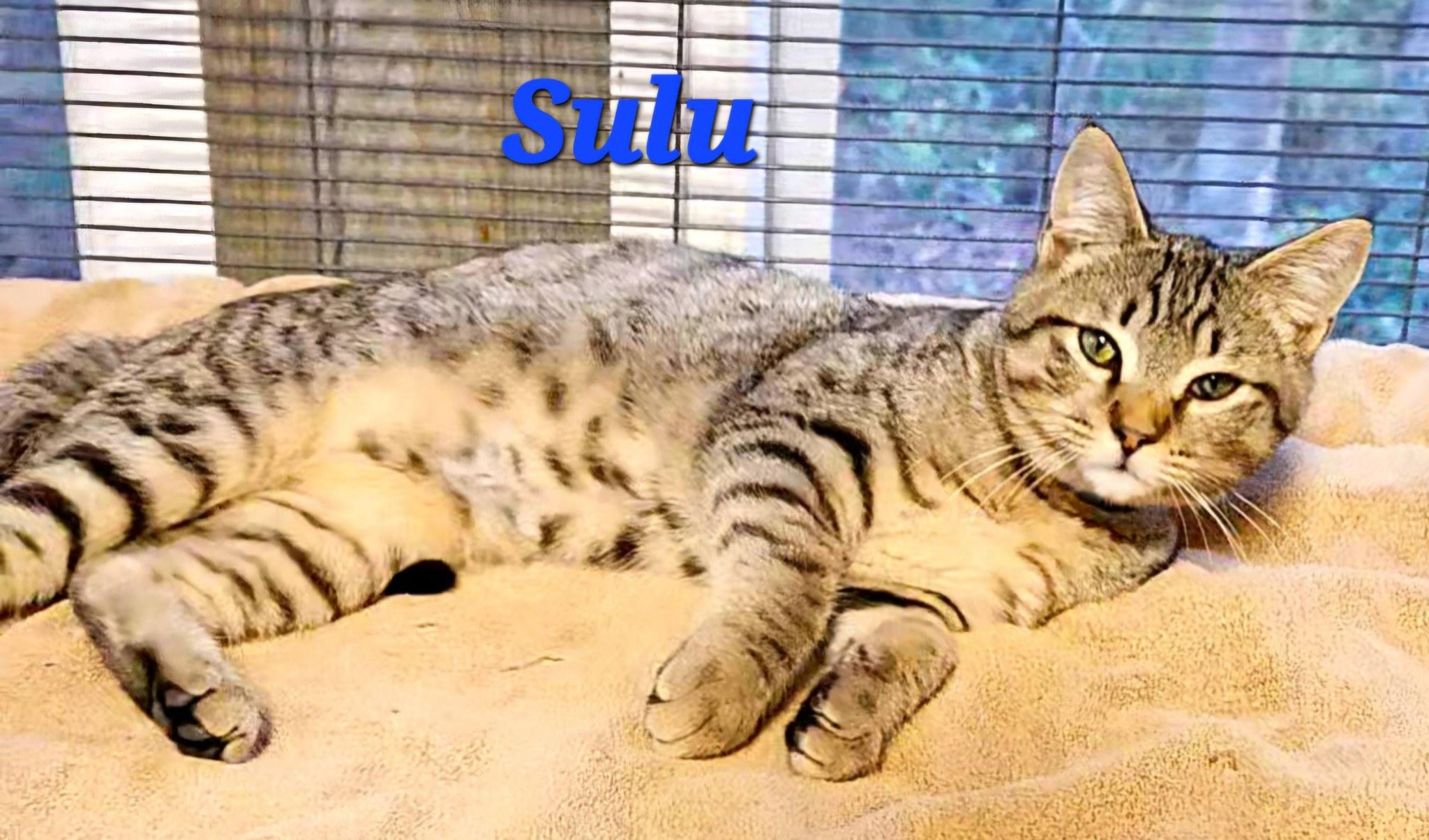 Sulu, an adopted Tabby in Macon, GA image 2/2