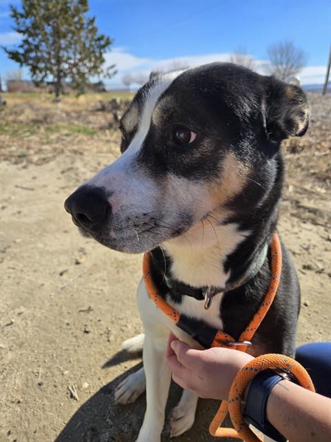 CHARLES, Adoptable, Adult Male Australian Kelpie & Mixed Breed.