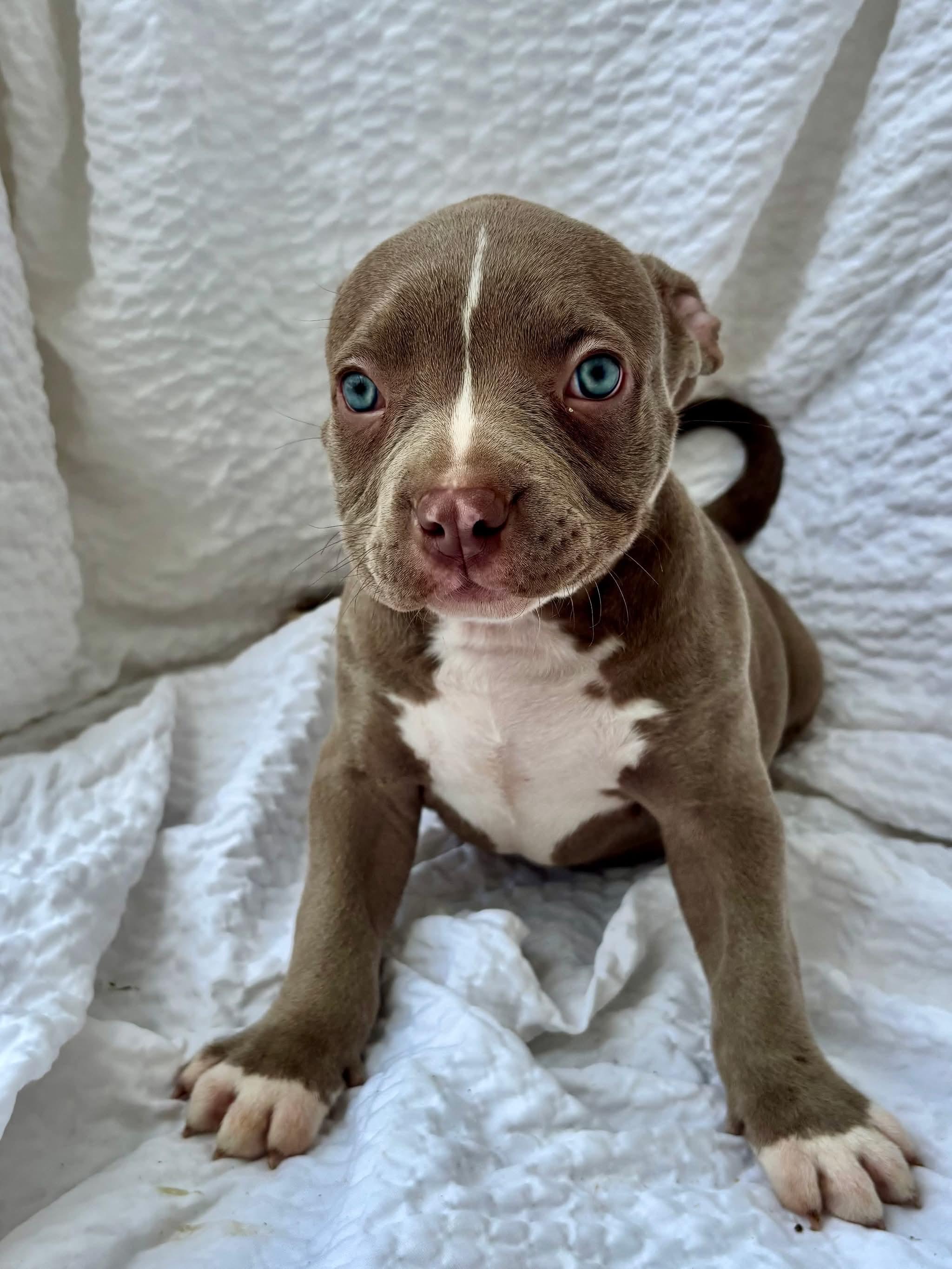 Penny, ADOPTABLE, Young Female American Staffordshire Terrier.