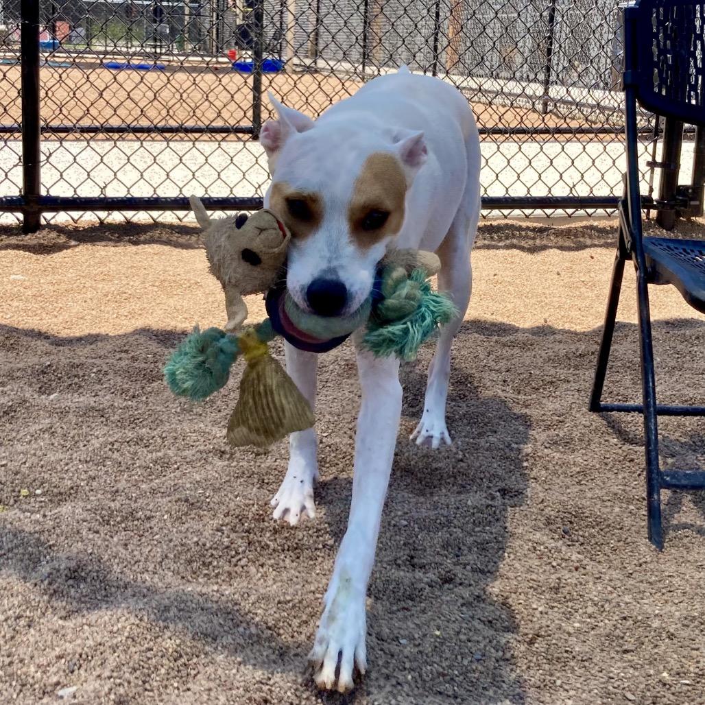 Atticus, Adoptable, Adult Male Mixed Breed.