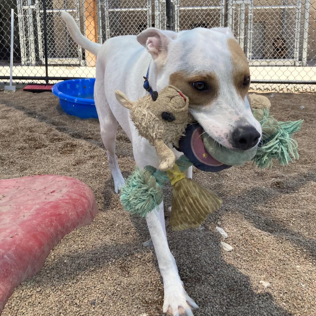 Atticus, a Adoptable Mixed Breed in Sand Springs, OK image 2/5