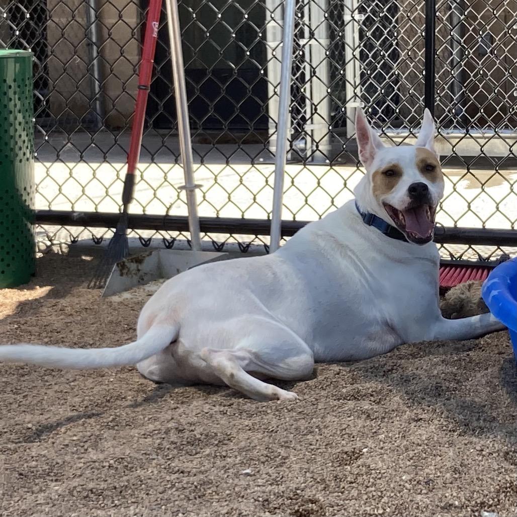 Atticus, a Adoptable Mixed Breed in Sand Springs, OK image 3/5