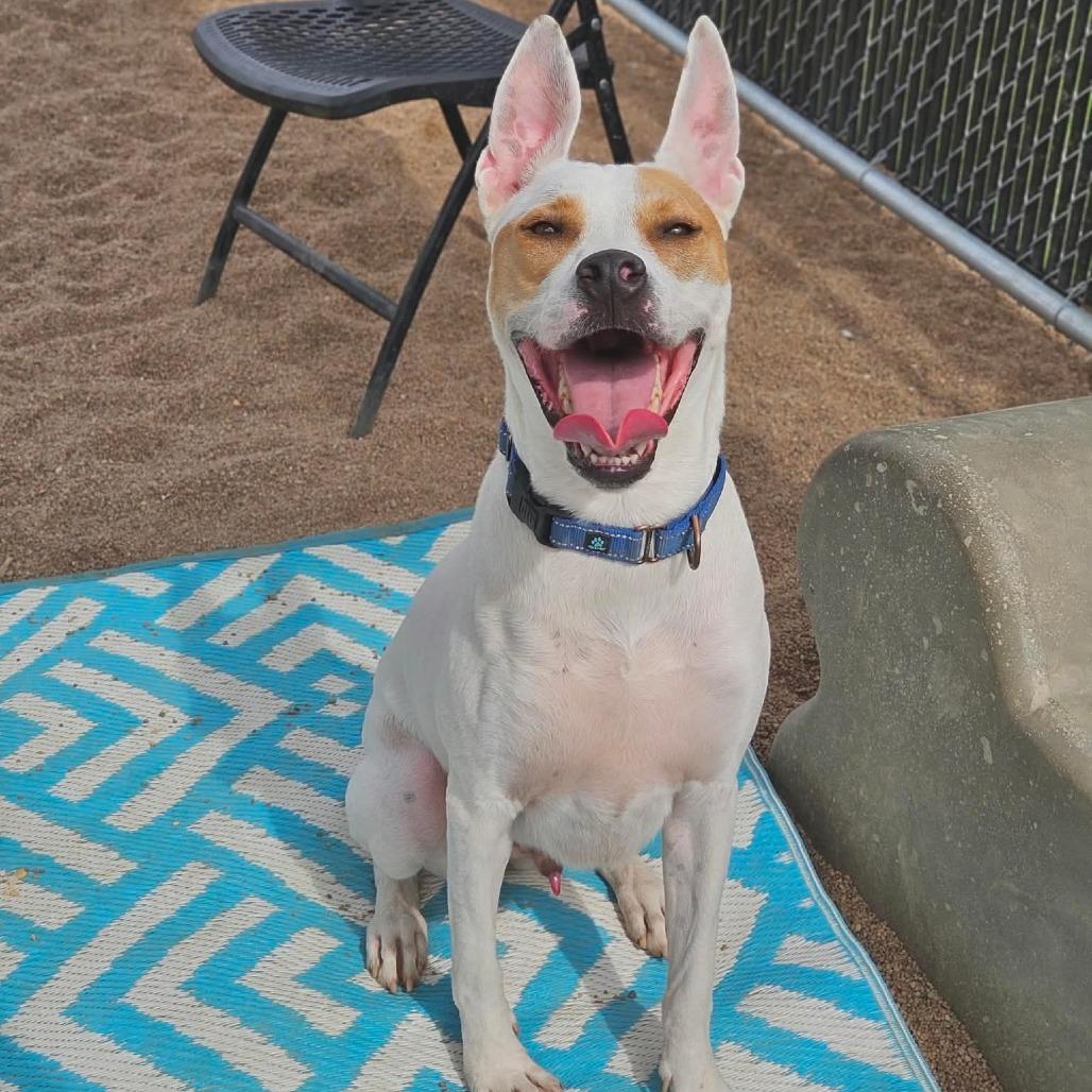 Atticus, a Adoptable Mixed Breed in Sand Springs, OK image 4/5