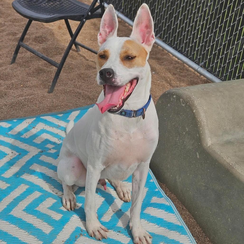 Atticus, a Adoptable Mixed Breed in Sand Springs, OK image 5/5