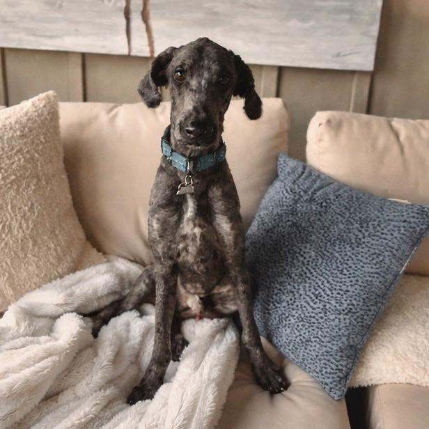 Charlie, adopted, Adult Male Standard Poodle.