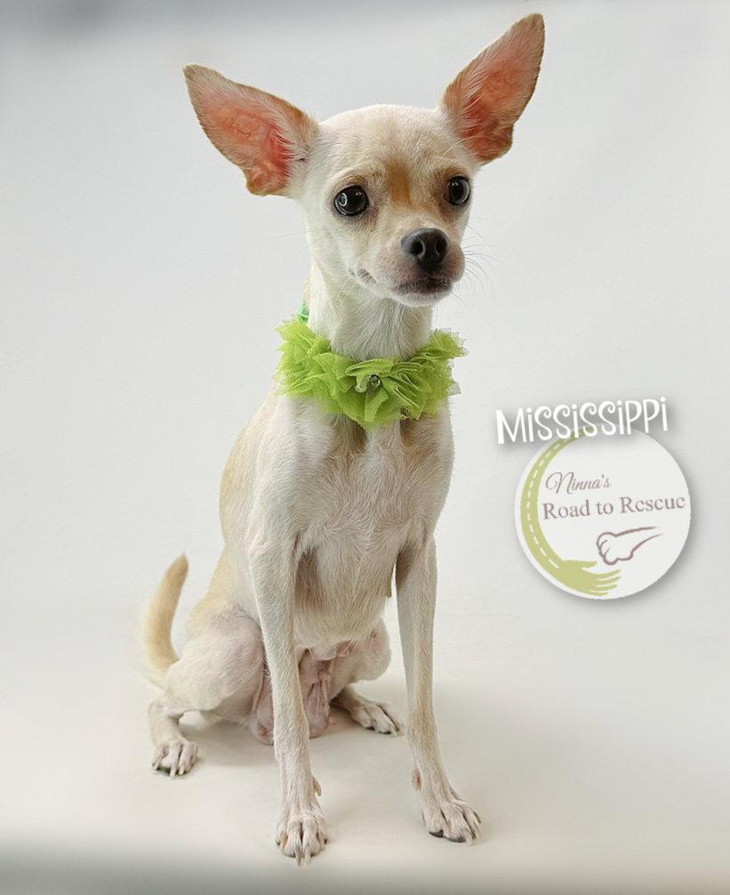 Mississippi, Adoptable, Adult Female Chihuahua & Pug.