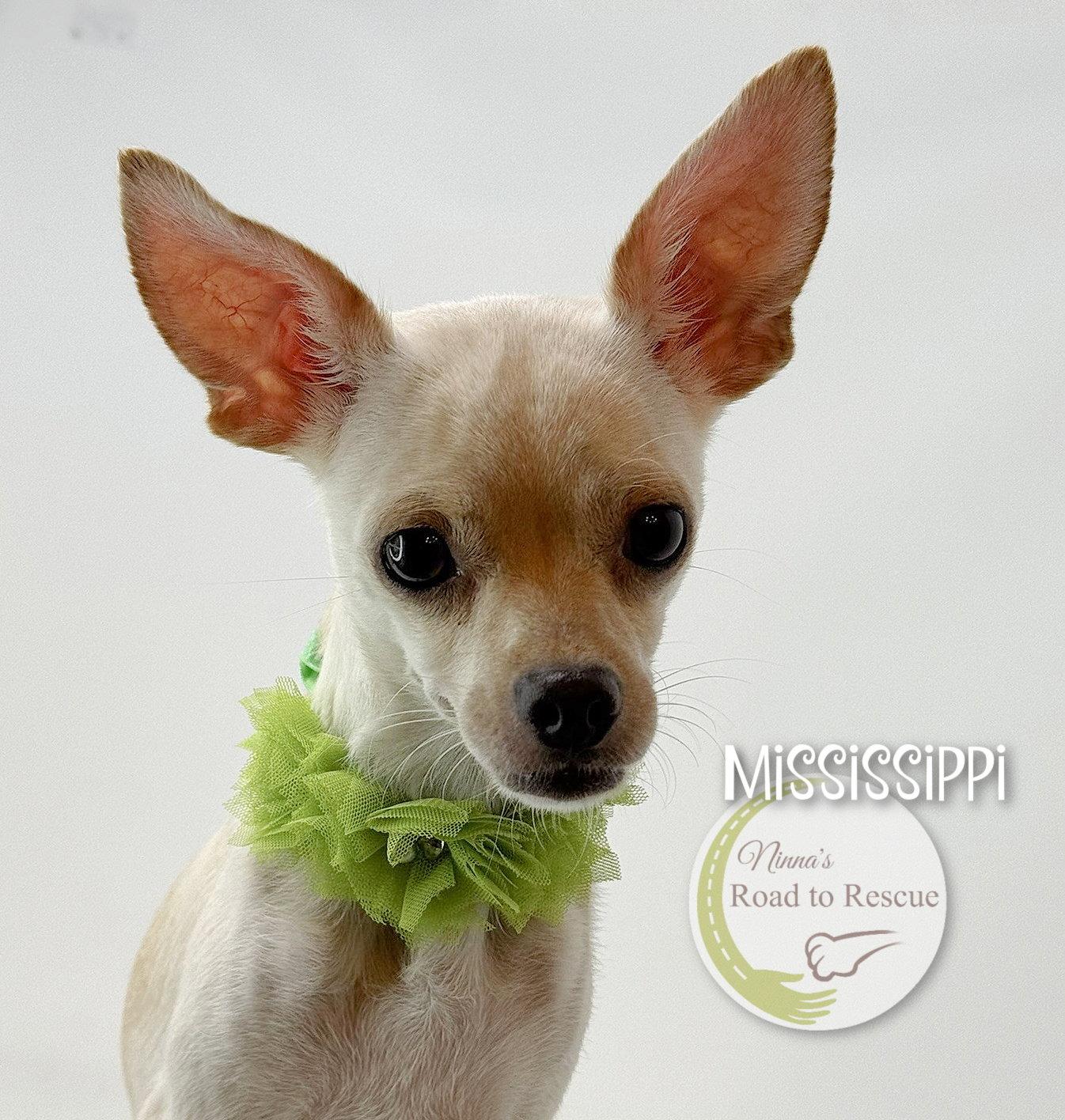 Enlarge Mississippi, a Adoptable mixed breed in Benton, LA image 2/3