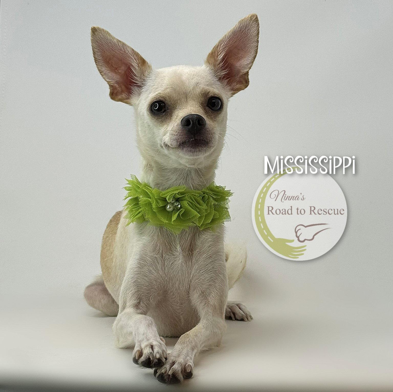 Enlarge Mississippi, a Adoptable mixed breed in Benton, LA image 3/3