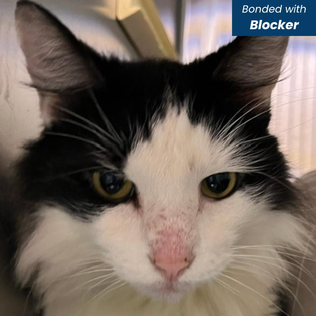 Chase, Adoptable, Senior Male Domestic Medium Hair.
