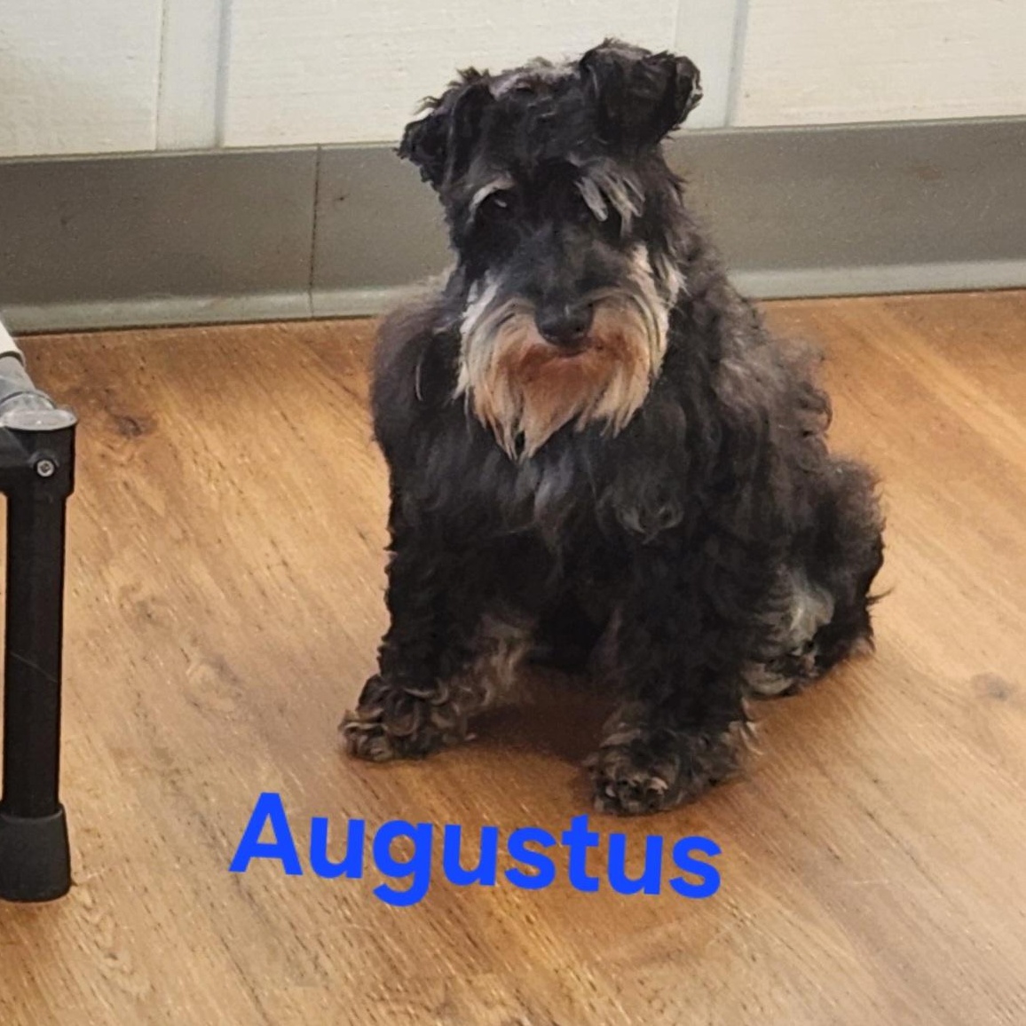 Augustus, ADOPTABLE, Adult Male Miniature Schnauzer.