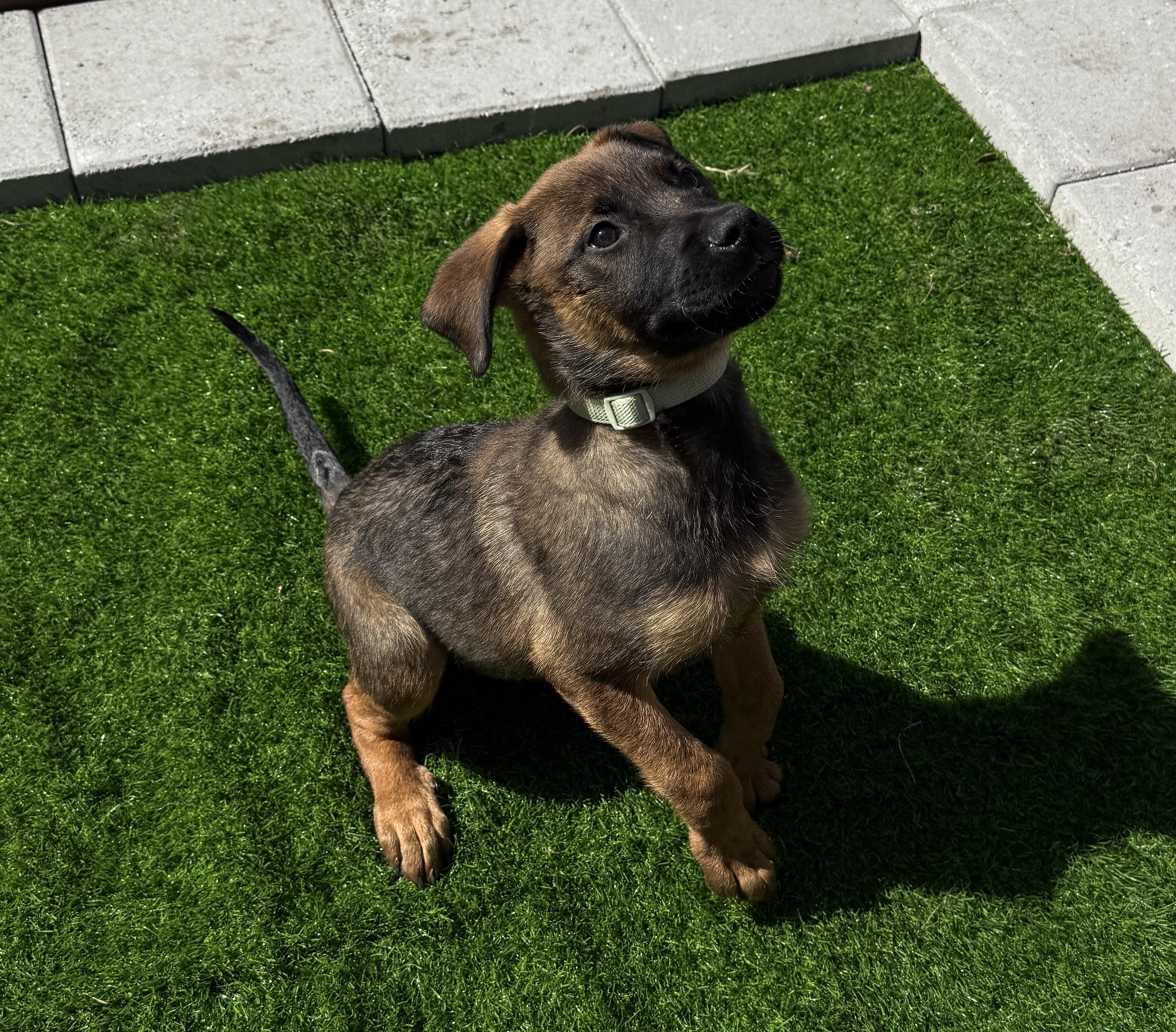 Enlarge Stu Loi, a ADOPTABLE mixed breed in Clermont, FL image 1/2