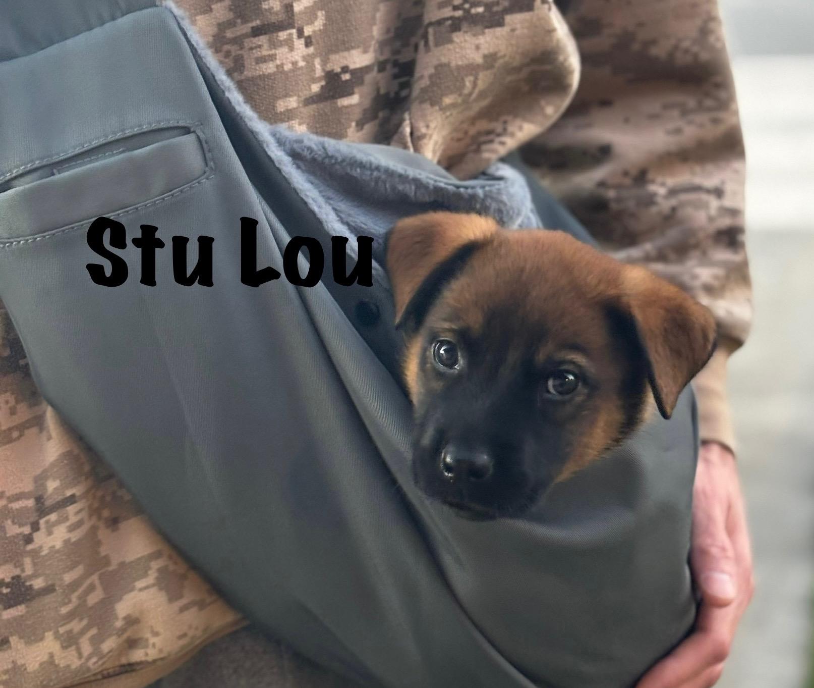 Stu Loi, ADOPTABLE, Puppy Male German Shepherd Dog & Belgian Shepherd / Malinois.