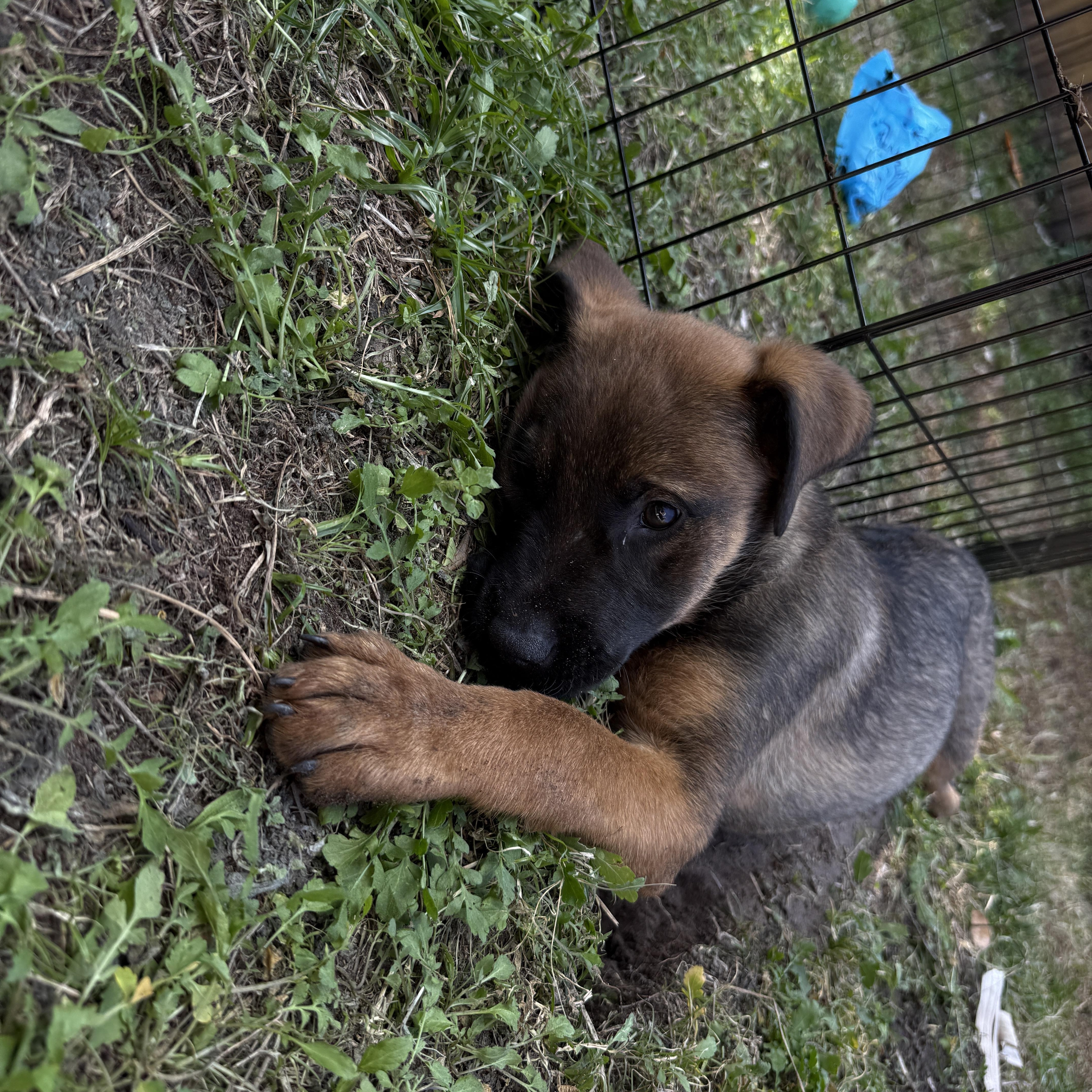 Enlarge Stu Loi, a ADOPTABLE mixed breed in Clermont, FL image 2/2