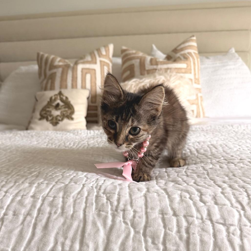 Enlarge Jessica, a Adoptable Domestic Short Hair in Edina, MN image 1/6