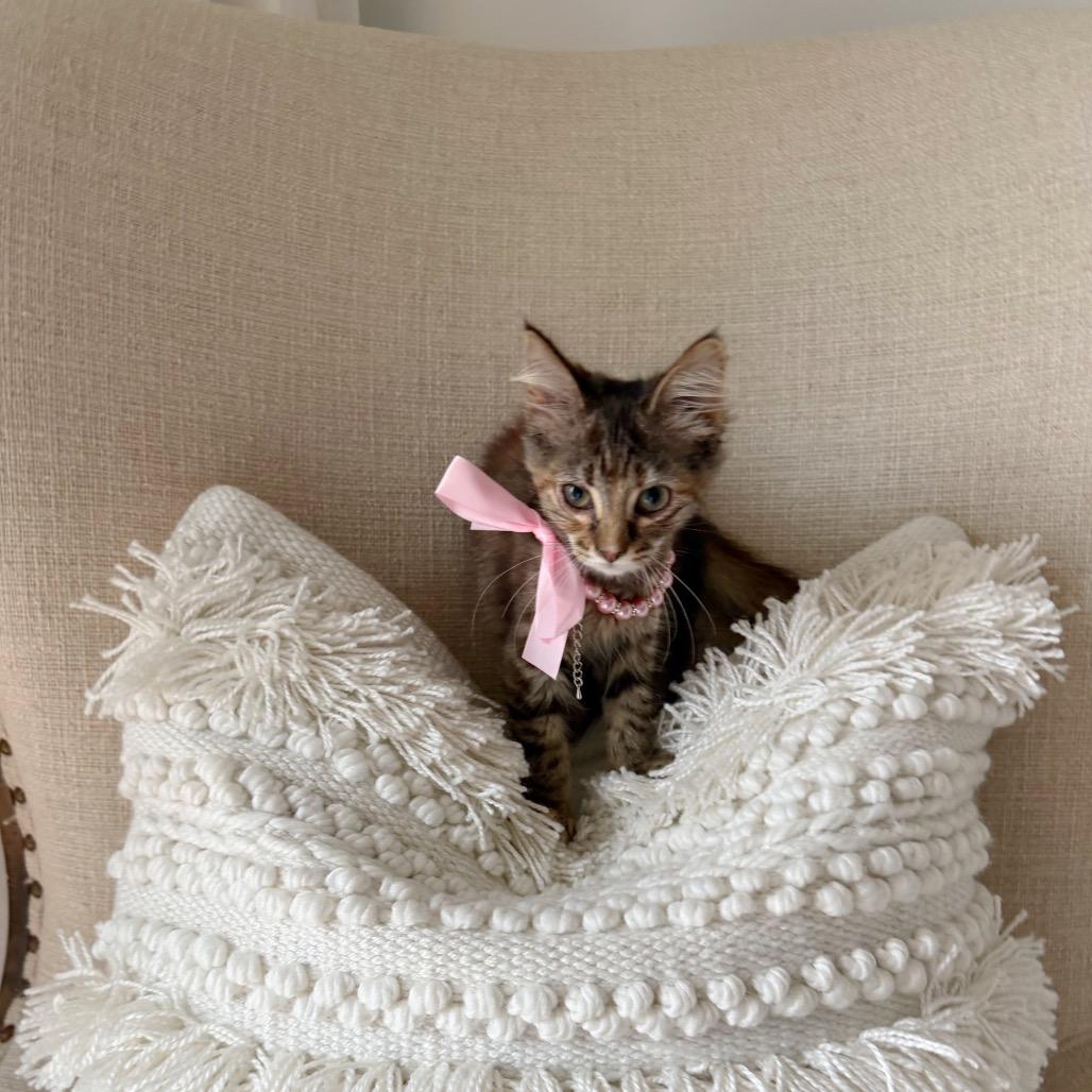 Enlarge Jessica, a Adoptable Domestic Short Hair in Edina, MN image 3/6