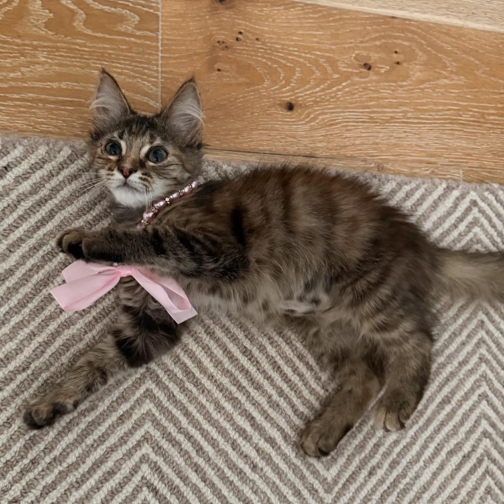Enlarge Jessica, a Adoptable Domestic Short Hair in Edina, MN image 2/6