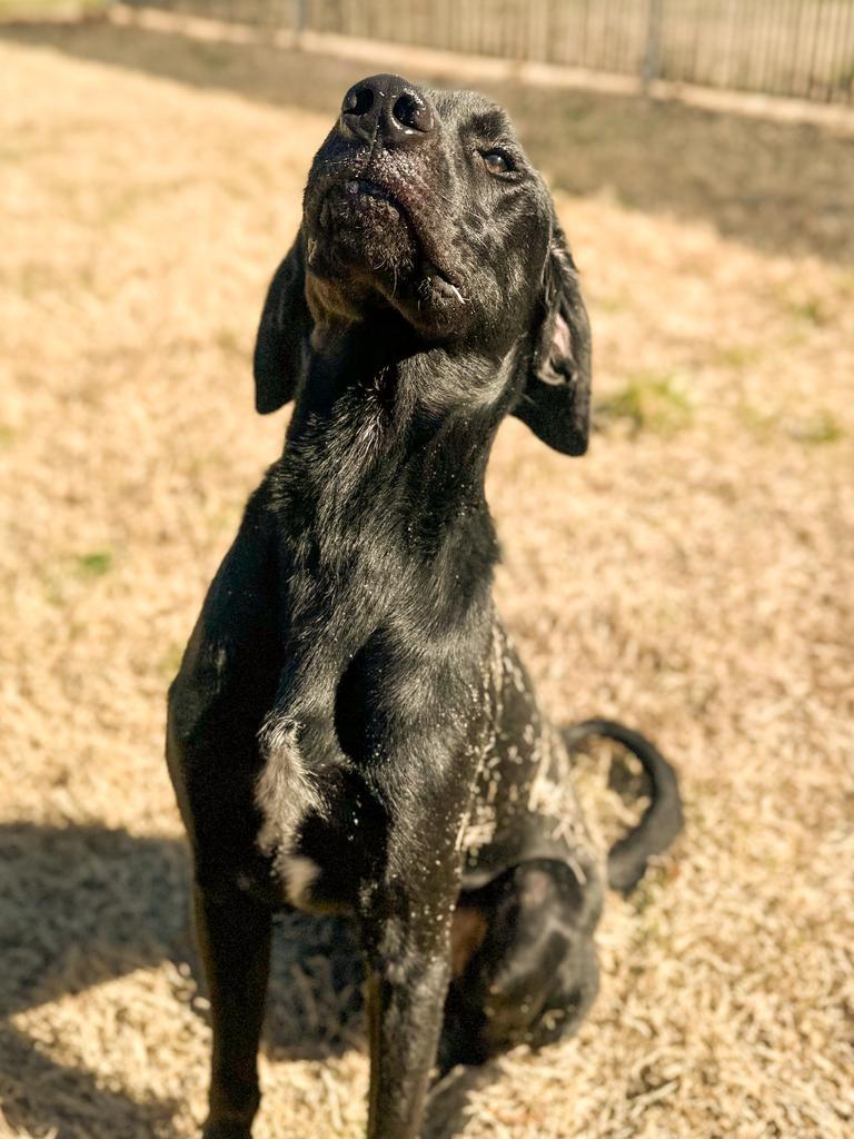 Bodi, Adoptable, Young Male Labrador Retriever & Hound.