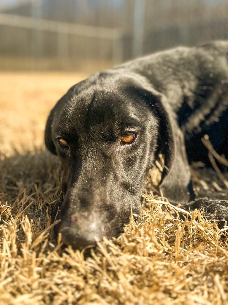 Enlarge Bodi, a Adoptable mixed breed in Springfield, TN image 2/6