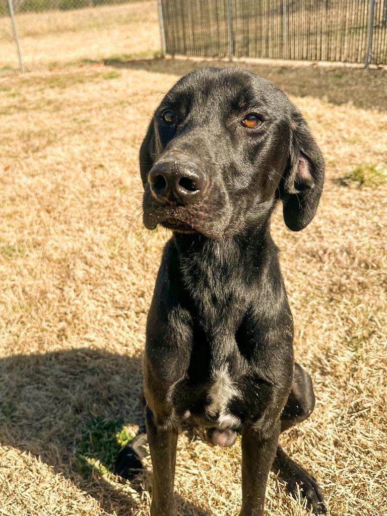 Enlarge Bodi, a Adoptable mixed breed in Springfield, TN image 3/6