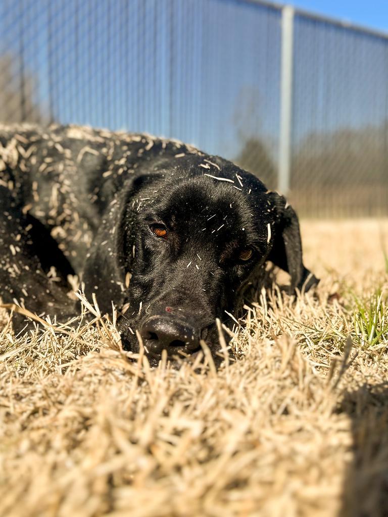 Enlarge Bodi, a Adoptable mixed breed in Springfield, TN image 4/6