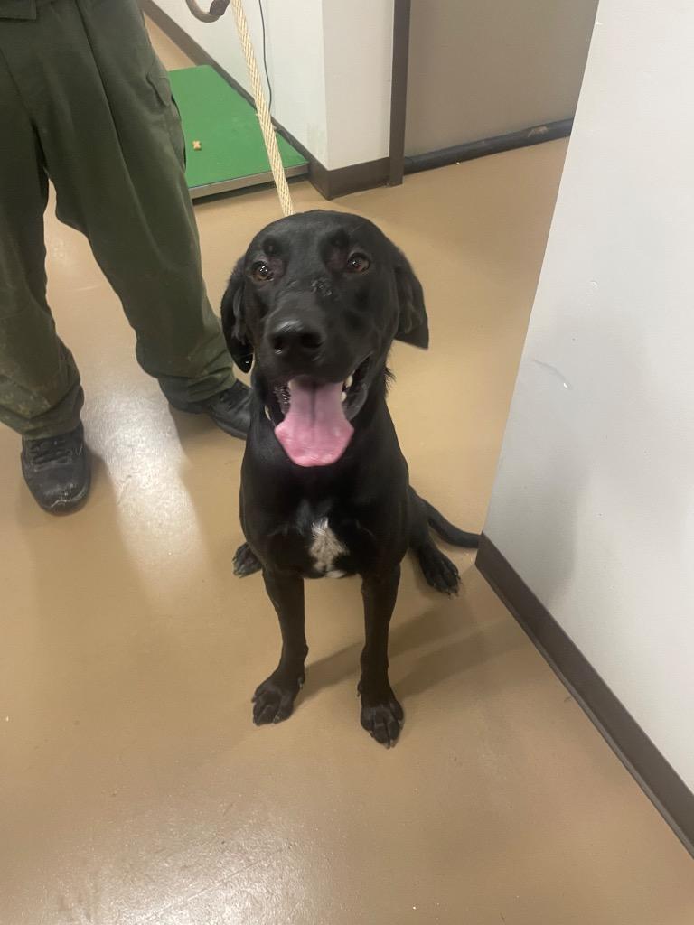 Enlarge Bodi, a Adoptable mixed breed in Springfield, TN image 6/6