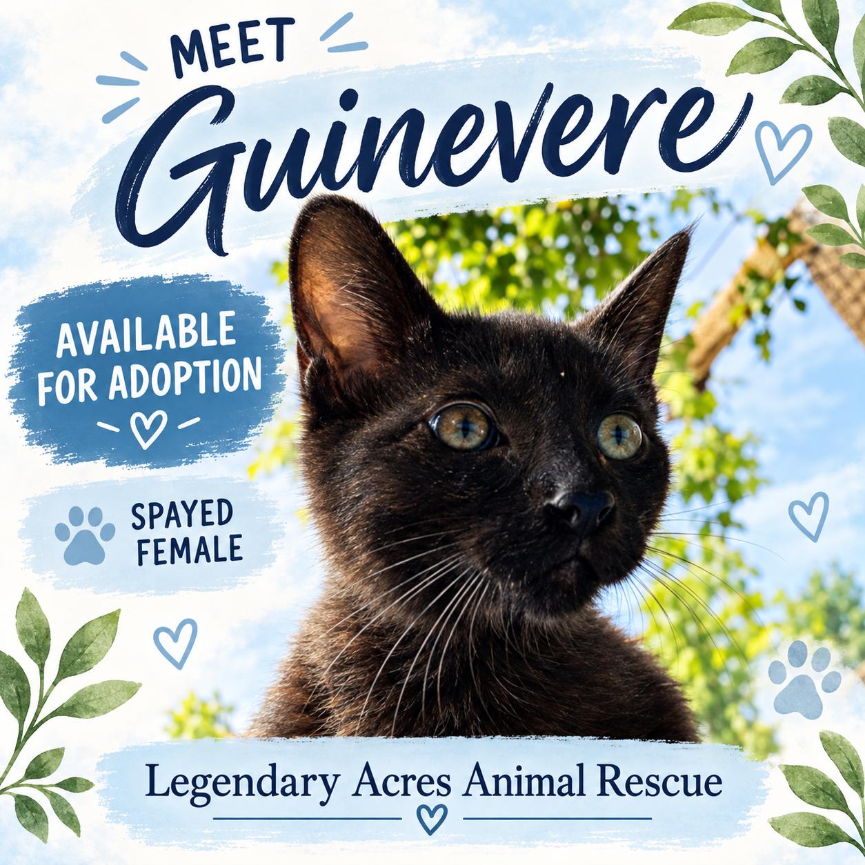 Enlarge Guenivere, a ADOPTABLE American Shorthair in HOWELL, MI image 1/1