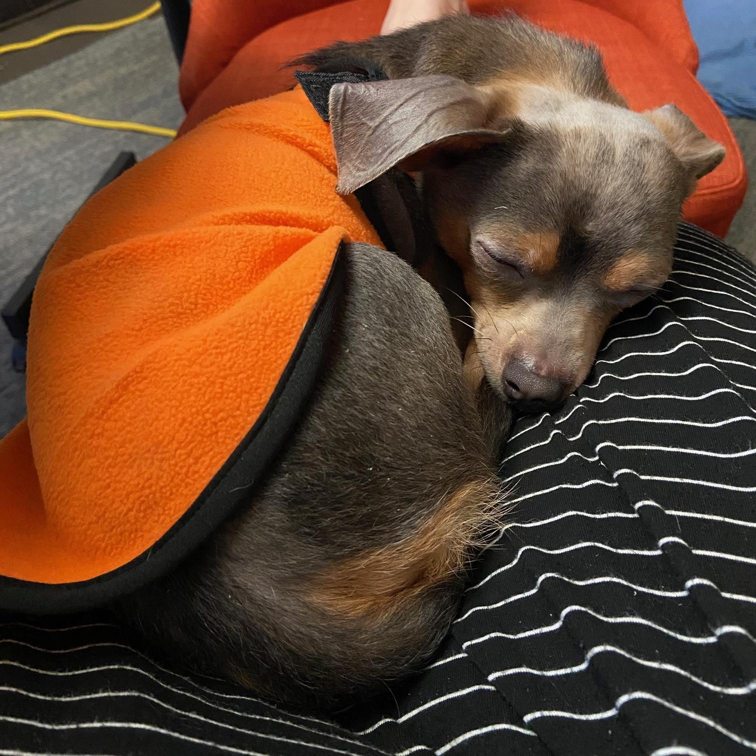 Linden, a ADOPTABLE mixed breed in Brooklyn, NY image 2/6