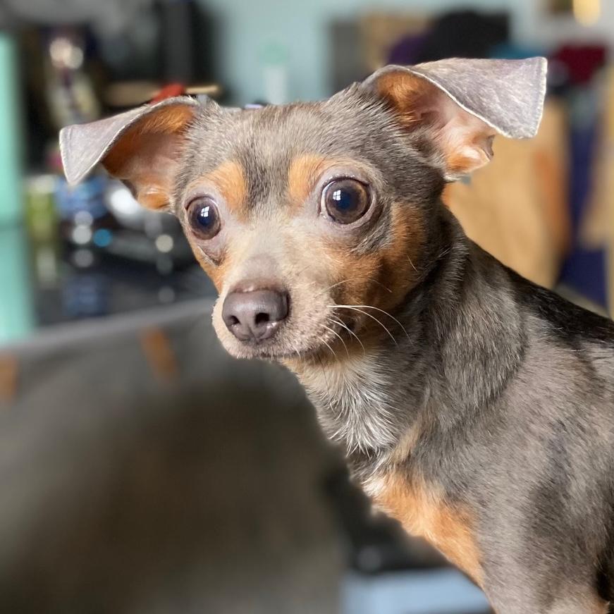 Linden, ADOPTABLE, Adult Male Chihuahua.