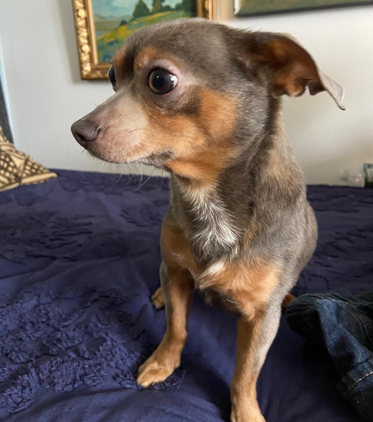 Linden, a ADOPTABLE mixed breed in Brooklyn, NY image 3/6