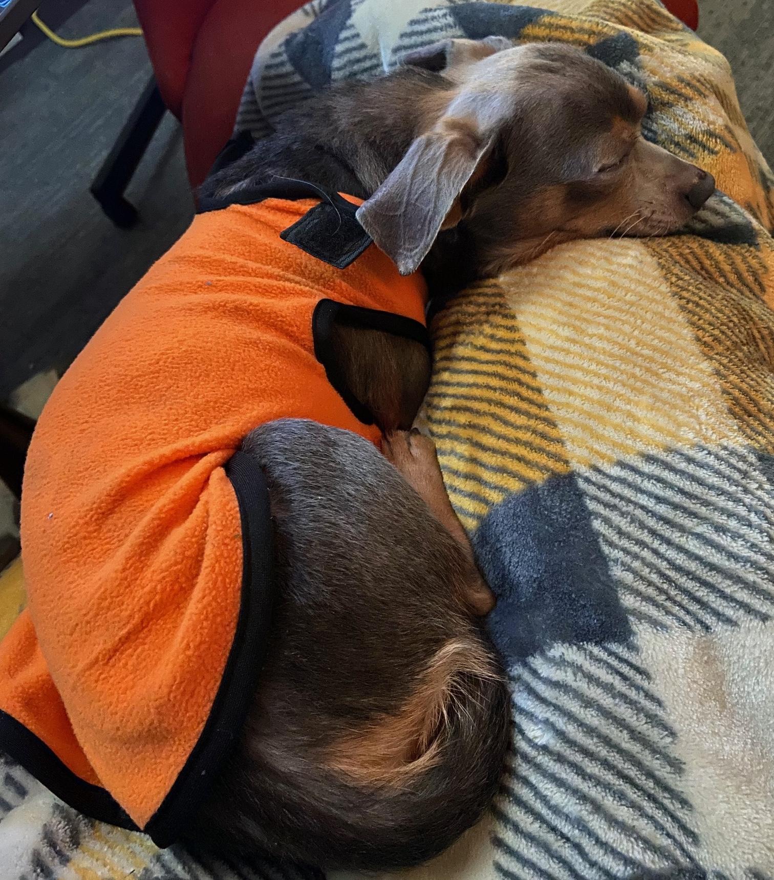 Linden, a ADOPTABLE mixed breed in Brooklyn, NY image 5/6