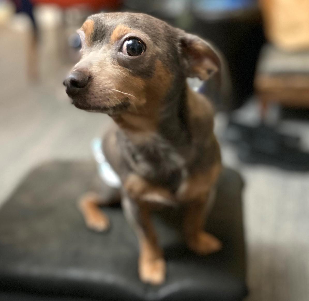 Linden, a ADOPTABLE mixed breed in Brooklyn, NY image 4/6