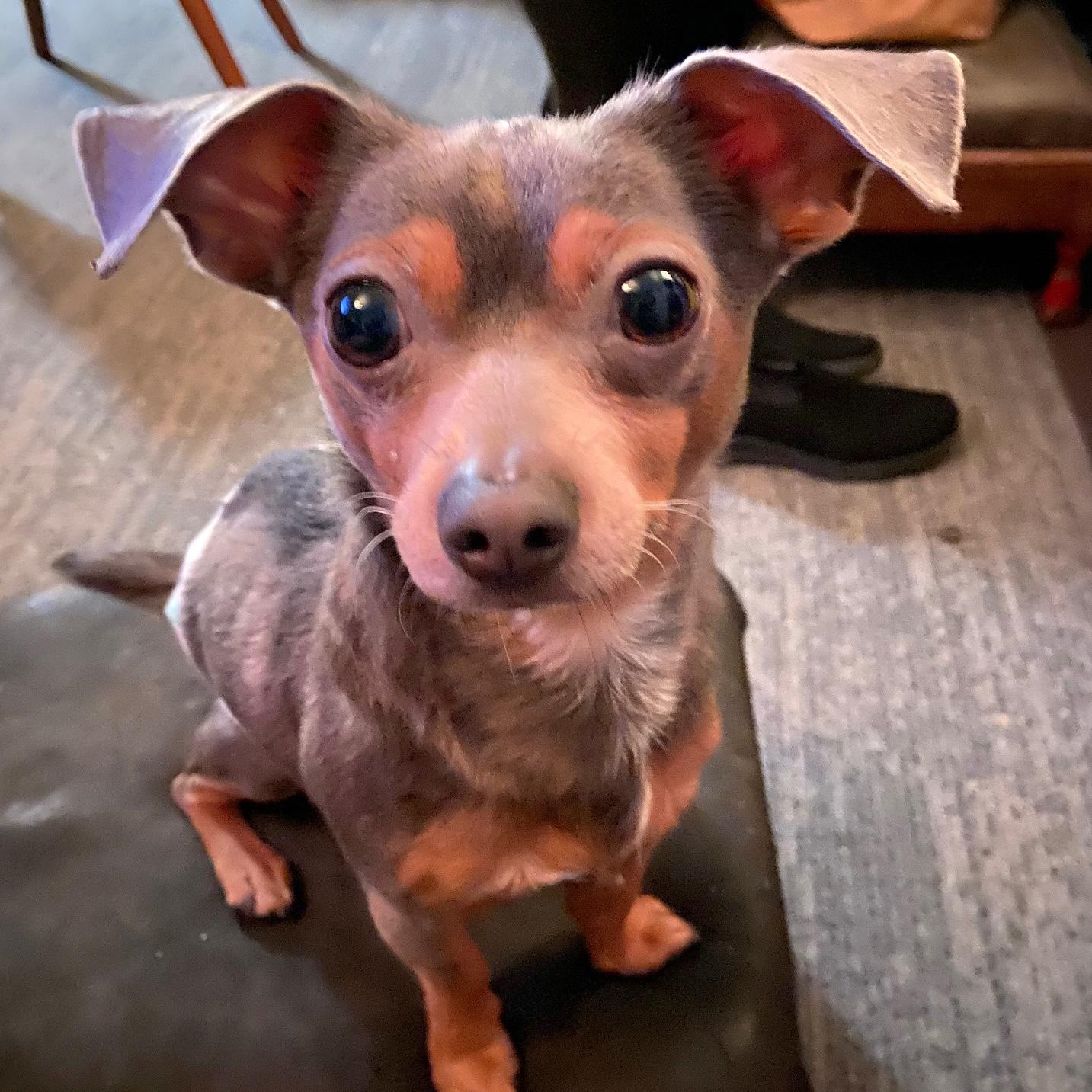 Linden, a ADOPTABLE mixed breed in Brooklyn, NY image 6/6