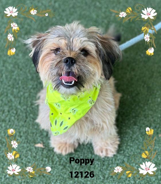 POPPY (in foster) see also DAISY