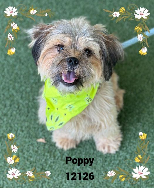 POPPY (in foster) see also DAISY