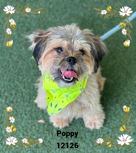 POPPY (in foster) see also DAISY