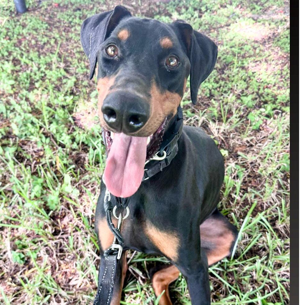 Enlarge Dylan 3570, a Adoptable Doberman Pinscher in Oakland Park, FL image 1/3