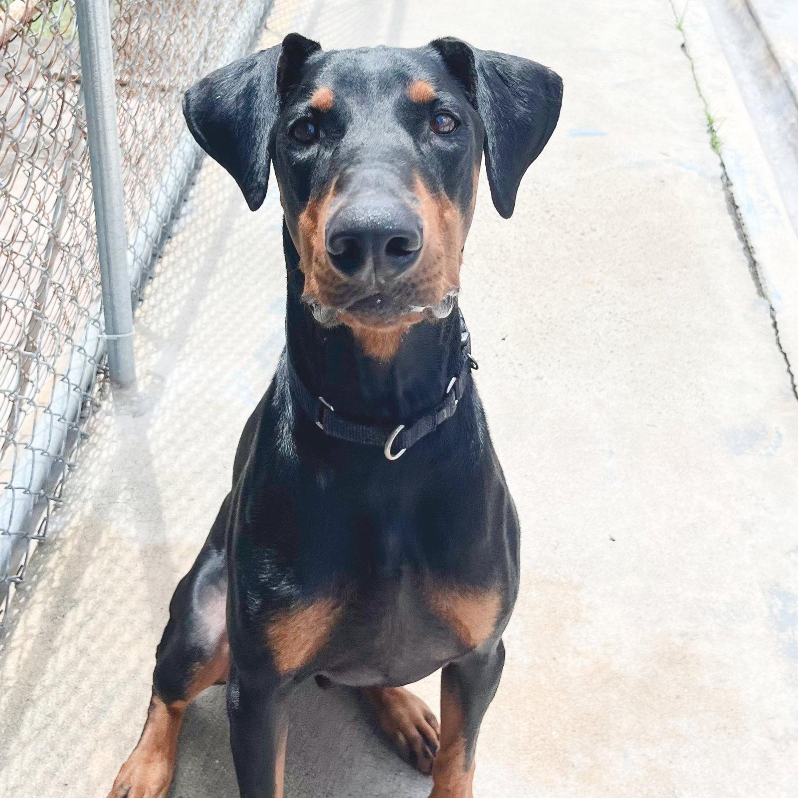 Dylan 3570, Adoptable, Adult Male Doberman Pinscher.